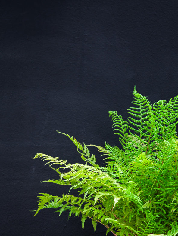 Bright green fronds on the Japanese Lace Fern.